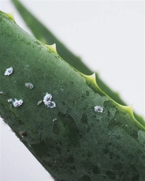 Mealybugs On Succulents Tips To Control And Care Succulents Plants