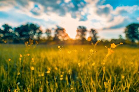 Premium Photo Abstract Soft Focus Sunset Field Landscape Of Yellow