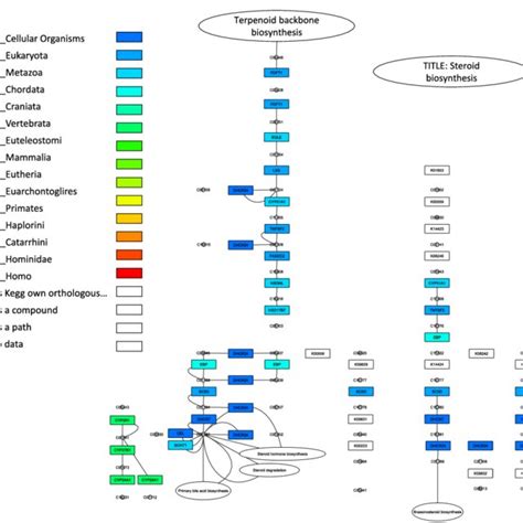 Kegg Steroid Hormone Biosynthesis Pathway Visualization Of The Kegg Download Scientific