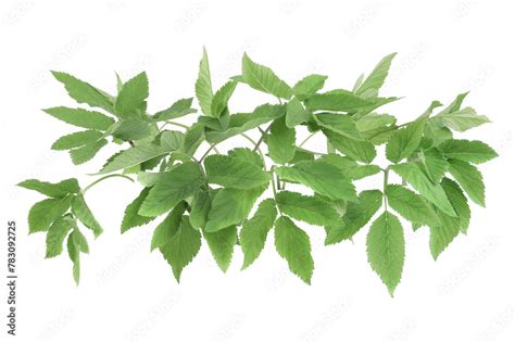 Edible Plants Ground Elder Aegopodium Podagraria Isolated On White