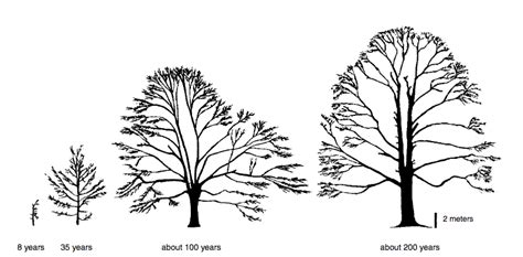 The Forming Tree — The Nature Institute