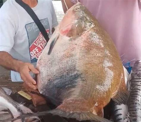 Impresionante en Puerto Berrío pescan una cachama gigante de más de