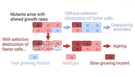 A Novel Theory Of Aging Independent Of Damage Accumulation