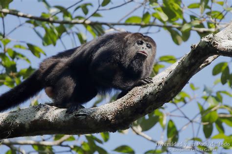 mono aullador negro alouatta pigra en yaxha la ciudad maya