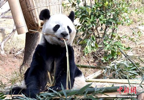 Century Cruises On Twitter RT Echinanews Giant Pandas Fed On