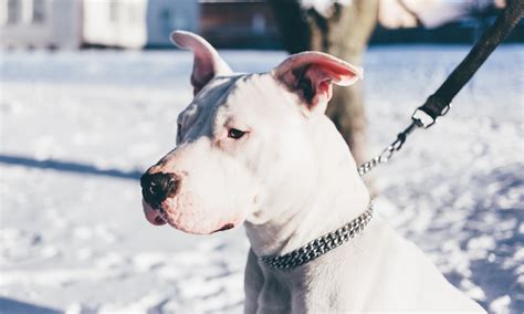 Dogo Argentino German Shepherd Mix