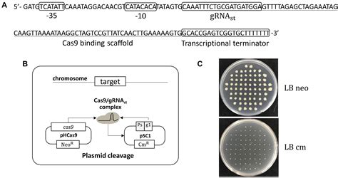 Frontiers Programmed GRNA Removal System For CRISPR Cas9 Mediated