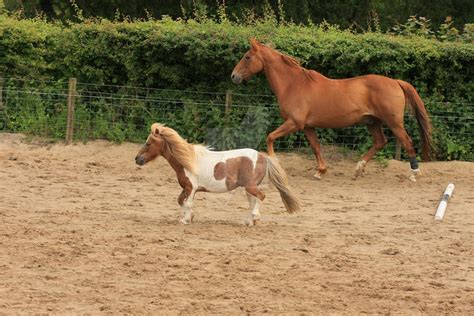 Horse and Pony by twilliamsphotography on DeviantArt