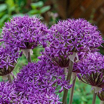 Shop Violet Beauty Allium Breck S