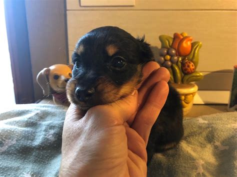 Cuccioli Di Bassotto Allevamento Ca Preziosa Neviano Pr