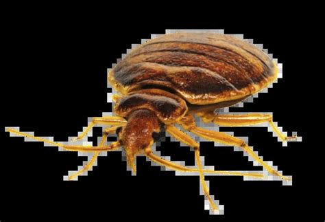 Bed Bugs Pest Control Boise Idaho Pestcom Pest Management