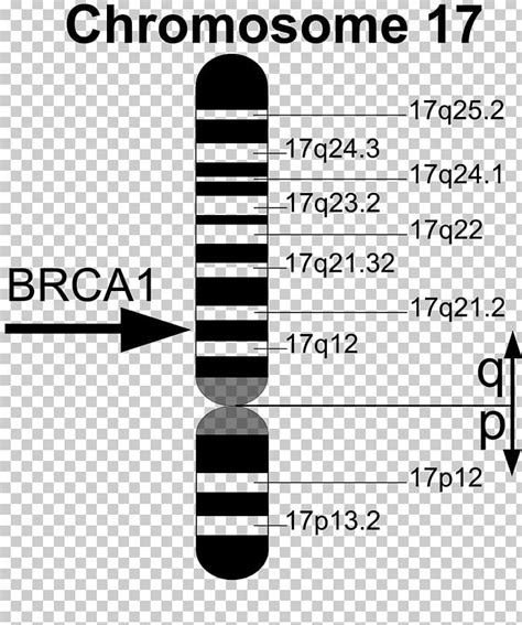 Brca Brca Mutation Gene Brca Png Clipart Angle Area Black Black