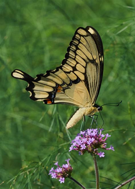 Giant Swallowtail by JED1948 on DeviantArt