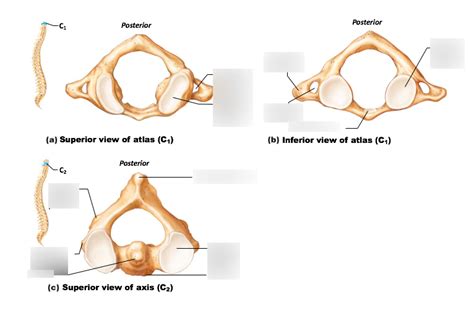 First And Second Cervical Vertebrae Diagram Quizlet