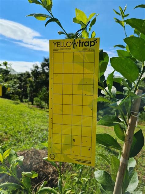 Monitoramento E Manejo Integrado Da Mosca Das Frutas