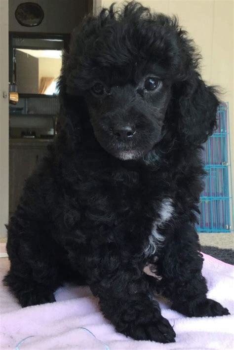 Miniature Poodles Oregon La Pine 283834 Black Abstract 2 Males Pet