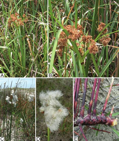 A B Cyperus Byssaceus A Habit B Inflorescence With Reddish Brown