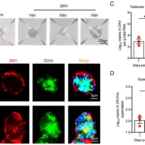 Mice 3D Testicular Organoids Can Support ZIKV Infection And