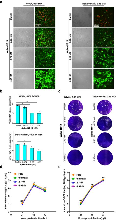 我校在水凝胶聚合物纳米颗粒——非生物合成抗体特异性抑制sars Cov 2感染研究方面取得进展 华中农业大学研究生院