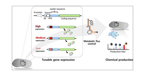 Dual Function Spot 42 Rna Encodes A 15amino Acid Protein