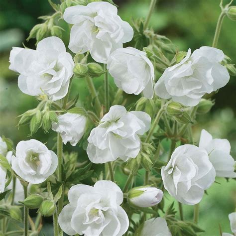 Редкие многолетники: Geranium Laura. Герань Лаура