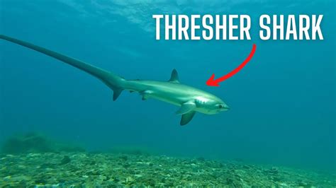 Thresher Shark Malapascua