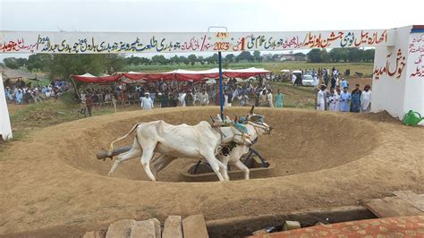 2nd Postion Akhara Bail Tombi Porilah Jhelum 2023 Bull Race Punjab