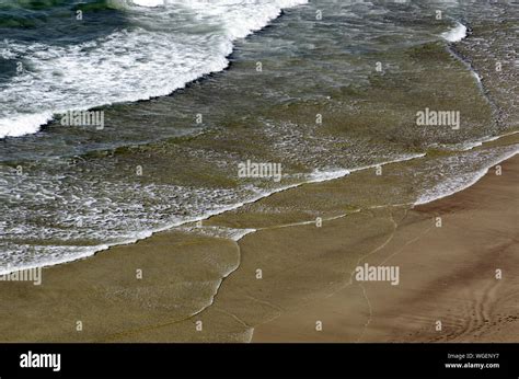 View Over The Sand Beach On Netarts Bay From Cape Lookout State Park