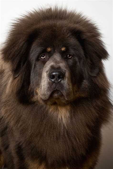 What You Need To Know About Large Dog Breeds
