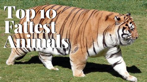 10 Fattest Animals In The World – Theme Loader