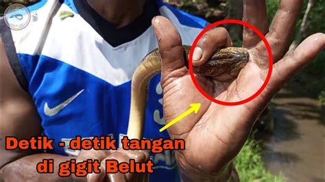 Lihatlah Perjuangan Mancing Belut Sampai Tangan Di Gigit Belut Nakal‼️