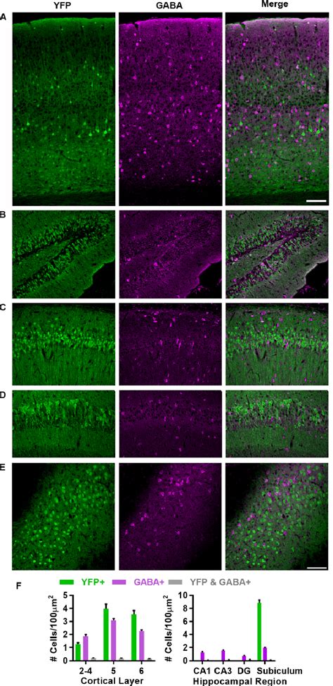 Slick H YFP Expression In Cortex Hippocampus And Subiculum A