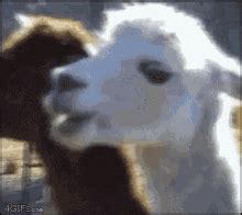 Drama Llama GIFs | Tenor