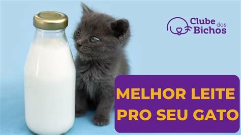 Como Fazer Leite Caseiro Para Gatos Filhotes Youtube