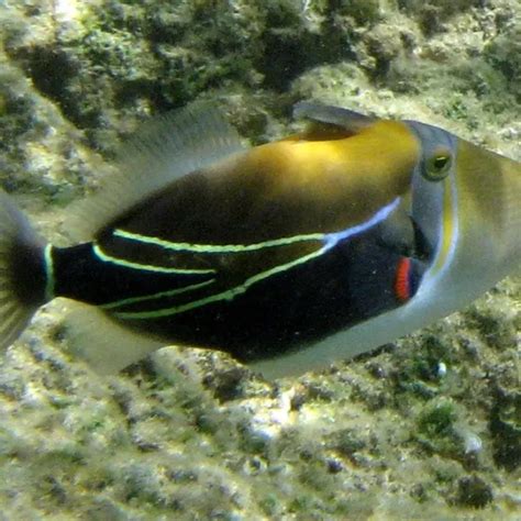 Reef Triggerfish Facts Diet Habitat And Pictures On Animaliabio