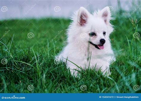 Cute Little White Dog Sitting In The Grass Stock Photo Image Of Baby