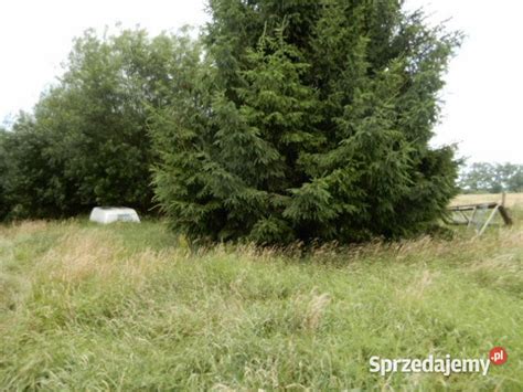 Syndyk Sprzeda Dzia K Nr W Rurzycy Ul Goleniowska A