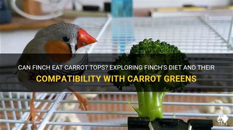 Can Finch Eat Carrot Tops Exploring Finchs Diet And Their