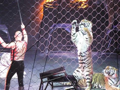 Circus Big Cats Lion Tamer 13 Ringling Brothers Barnum Bai Flickr