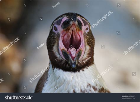 309 Penguin teeth Images, Stock Photos & Vectors | Shutterstock