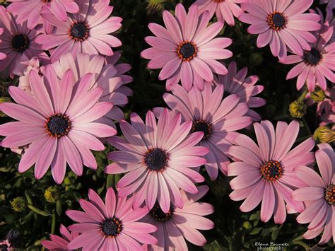 fondos de pantalla flores margaritas primavera grecia naturaleza