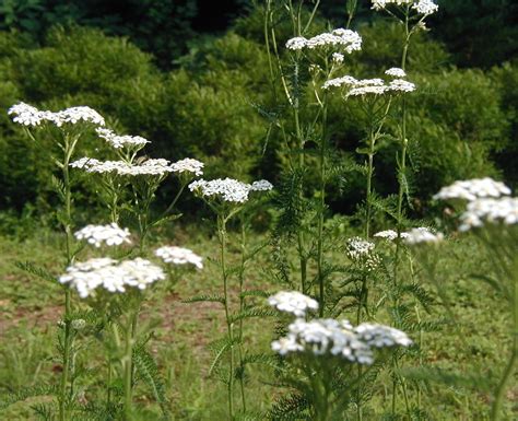 Native Yarrow Patch Yields Bountiful Flowers