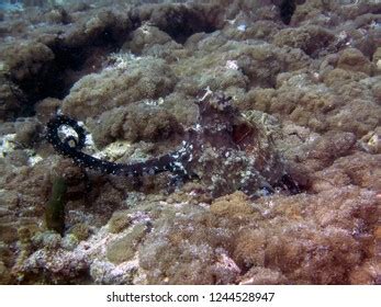 Octopus Mating Maldives Stock Photo 1244528947 | Shutterstock