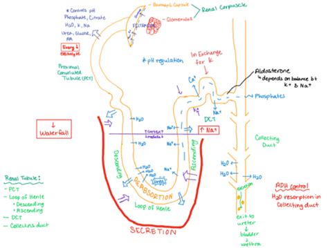 Patho Renal Flashcards Quizlet