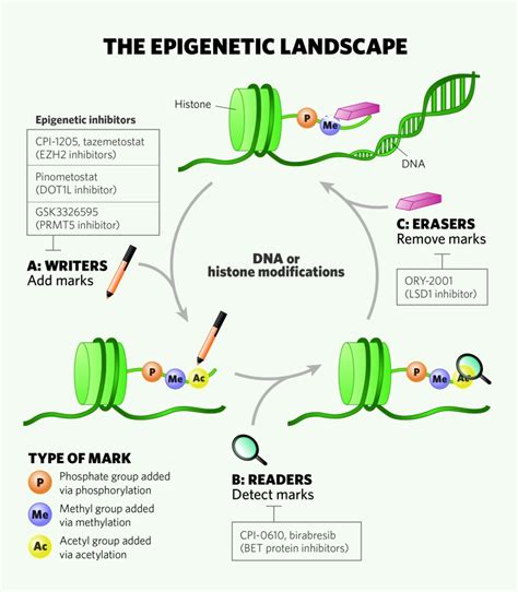 Epigenetic Targets Are A Rich Vein Of Innovative Drugs