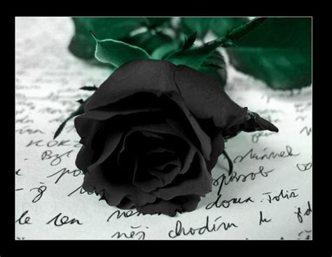 Gothic images Black Rose HD wallpaper and background photos (28044558)