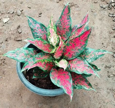 Well Drained Red Aglaonema Plant at ₹ 200/piece in Thrissur | ID ...