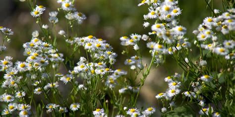 5 Flowers that Cause Allergies | Darcey Flowers