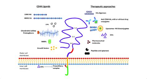 Schematic Representation Of CD44 Protein Structure The Four Domains