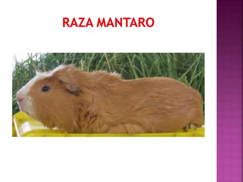 Razas de cuyos | PPT